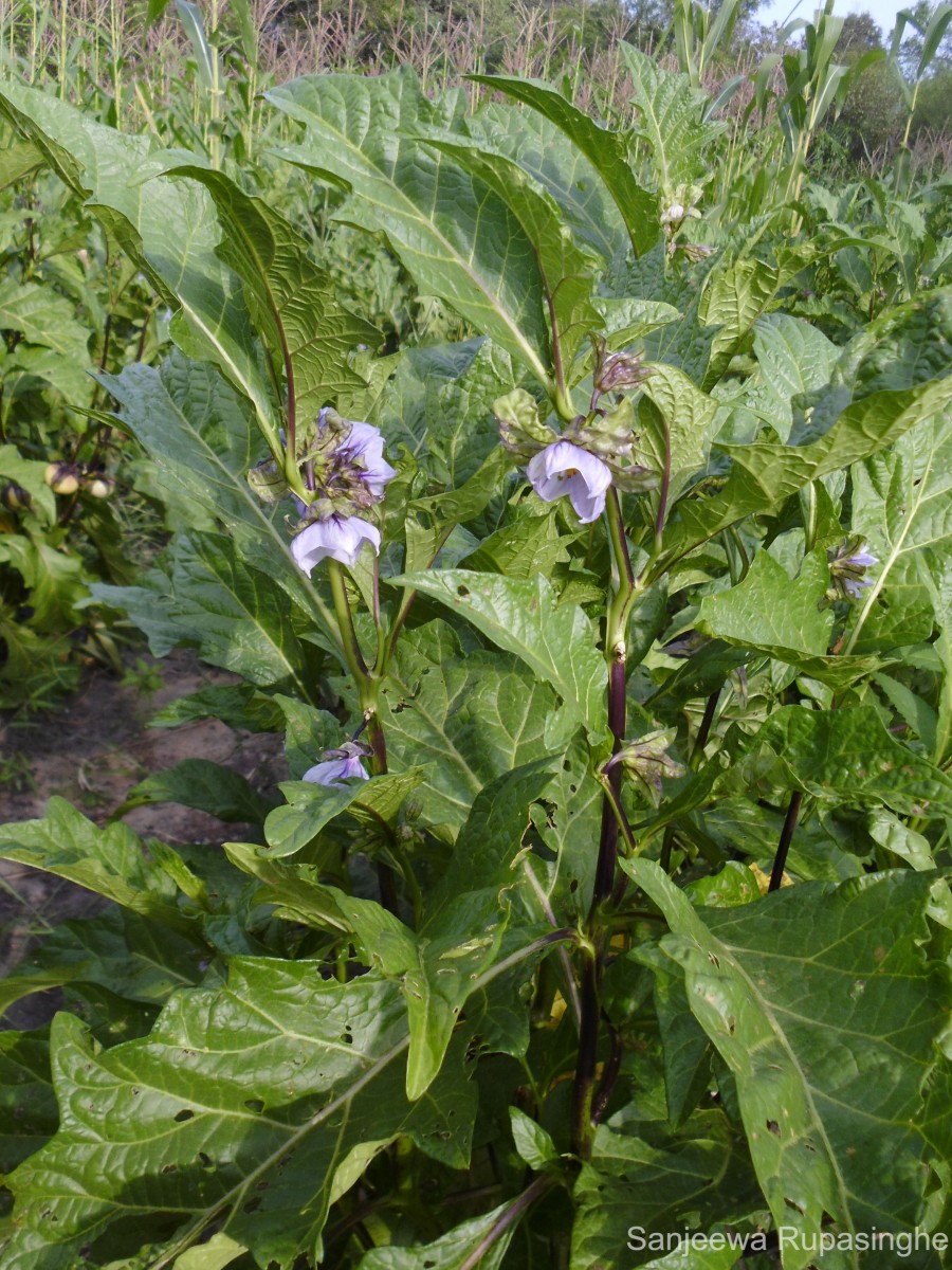 Solanum macrocarpon L.